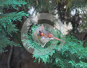 Immature Male Cardinal-Test Fly