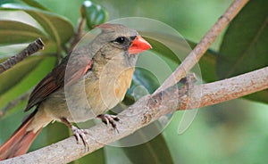 Immature Male Cardinal-Tree branch