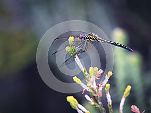 An immature male Jaunty Dropwing dragonfly with black and yellow thorax and abdomen, metallic blue forehead and dark red eyes