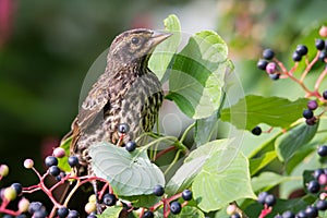 Immature Male Red Winged Blackbird on Pagoda Dogwood