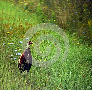Immature male Ring-necked Pheasant