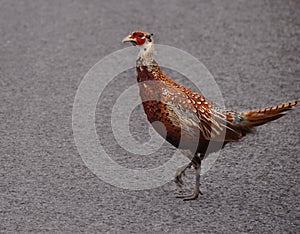 Immature male Ring-necked Pheasant