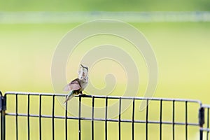 An immature male Ruby-throated hummingbird perched on a fence