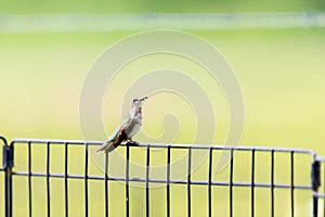 An immature male Ruby-throated hummingbird perched on a fence