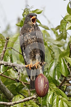 Immature Male Snail Kite Calling - Panama