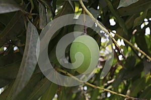 Immature Mango Fruit on Tree