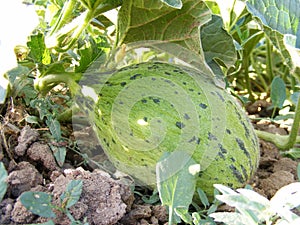 Immature melon pictures in the field for commercials of fruit producers