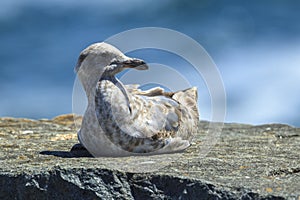 Immature Mew Gull on a rock.