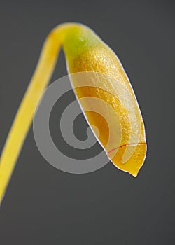 Immature moss sporangium close-up photo