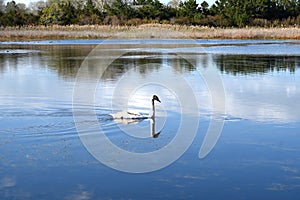 Immature Mute Swan