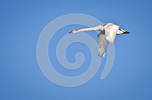 Immature Mute Swan