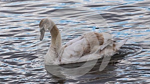 Immature mute swan on the Rhone River, France