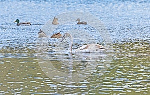 Immature Mute Swan in a Wetland Pond