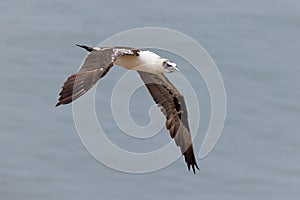 Immature Northern Gannet - Morus bassanus in flight.