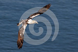 Immature Northern Gannet - Morus bassanus in flight.