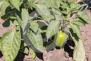 Immature pepper on the bush