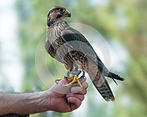 Immature peregrine falcon on the falconer's hand