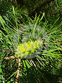 Immature pine cone