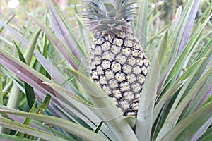 Immature pineapple fruit in farm field