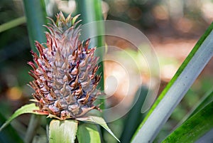 An immature pineapple grows on the plant