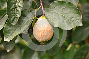 Immature quince Cydonia oblonga