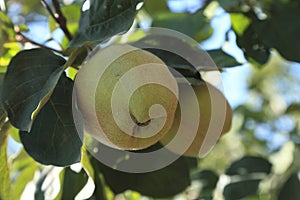 Immature quinces (Cydonia oblonga)