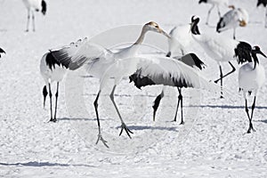 Immature Red Crowned Crane Imitating Courtship Dance