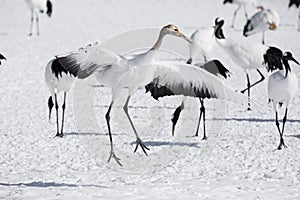 Immature Red Crowned Crane Imitating Courtship Dance photo