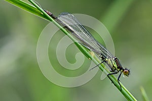 Immature red-eyed damselfly (Erythromma najas)