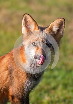 Immature red fox (Vulpes vulpes)