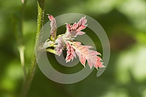 Immature Red Fuzzy Leaf