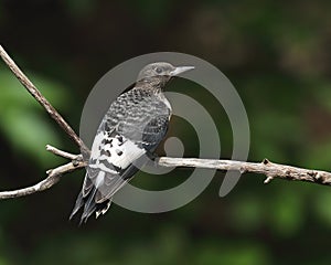 Immature red-headed woodpecker