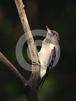 Immature red-headed woodpecker