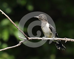 Immature red-headed woodpecker