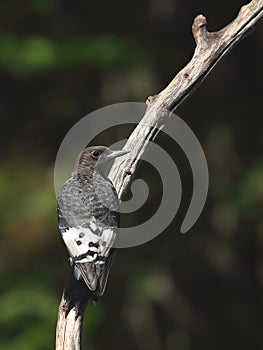 Immature red-headed woodpecker