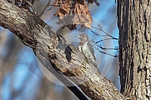 An Immature Red-headed Woodpecker in a Tree