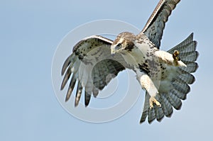 Immature Red Tailed Hawk