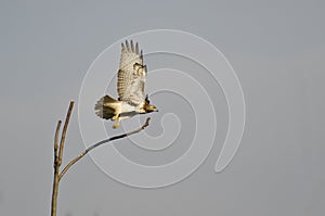 Immature Red-Tailed Hawk