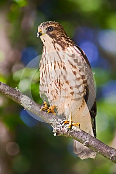 Immature red tailed hawk (Buteo jamaicensis)