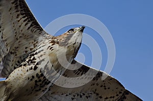 Immature Red-Tailed Hawk Flying in Blue Sky