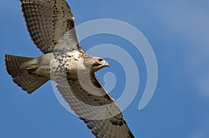 Immature Red-Tailed Hawk Flying in Blue Sky