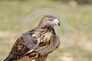 Immature Red Tailed Hawk with a mole