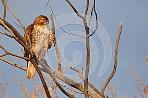 Immature Red-tailed Hawk