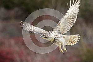 Immature Red Tailed Hawk taking off