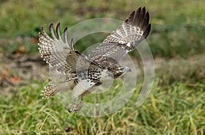 Immature Red Tailed Hawk taking off