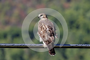 Immature Red Tailed Hawk on a wire