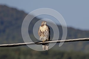 Immature Red Tailed Hawk on a wire