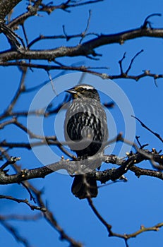 Immature Red-winged Blackbird