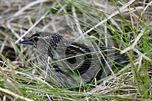 Immature Red-winged Blackbird #3