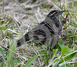 Immature Red-winged Blackbird #4